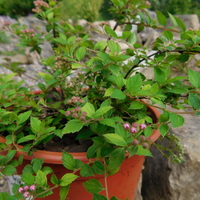 Spiraea japonica nana